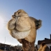 camel_embaba_cai_v_0009_egy0025.jpg